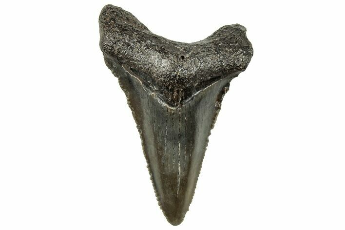 Serrated Chubutensis Tooth - Megalodon Ancestor #326351